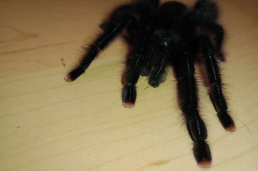 - bird spiders kaufen und verkaufen Photo: Avicularia metallica 1.0 sucht Freundin 
