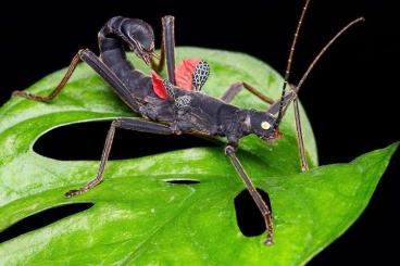 Insekten kaufen und verkaufen Foto: Peruplasma schultei young pairs