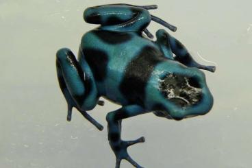 Poison dart frogs kaufen und verkaufen Photo: Frogs For sale to Hamm/Prague/Milan