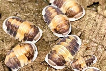 Krebstiere terrestrisch  kaufen und verkaufen Foto: Looking for isopods for Hamm 9.12.