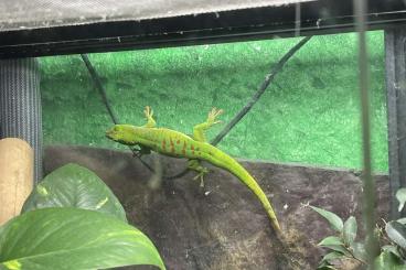 Geckos kaufen und verkaufen Foto: Gebe Zwei Madagaskar Taggecko (Phelsuma Grandis) Pärchen ab