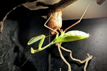 Insects kaufen und verkaufen Photo: Hierodula membranacea (Indische Riesengottesanbeterin), NZ 05.24