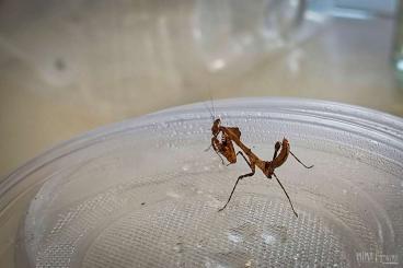 Insects kaufen und verkaufen Photo: Mantiden: Verschiedene Arten aus eigener Nachzucht