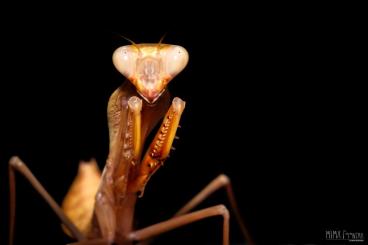 Insekten kaufen und verkaufen Foto: Mantiden: NZ R.kirbyi, D.desiccata und H.membranacea