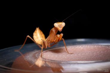 Insekten kaufen und verkaufen Foto: Mantiden: NZ R.kirbyi, D.desiccata und H.membranacea