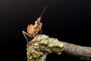 Insekten kaufen und verkaufen Foto: Nachzuchten Mantiden für Hannover 03.11., Abholung, Versand.