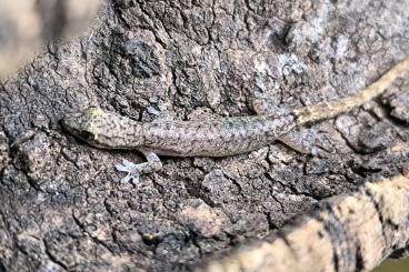 Geckos kaufen und verkaufen Foto: Lygodactylus kimhowelli, Hemiphyllodactylus typus