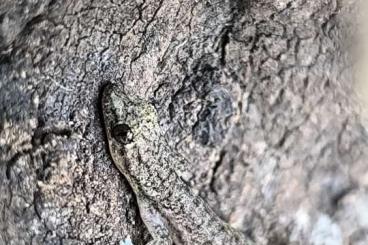 Geckos kaufen und verkaufen Photo: Biete Jungferngeckos Hemiphyllodactylus typus für Hamm