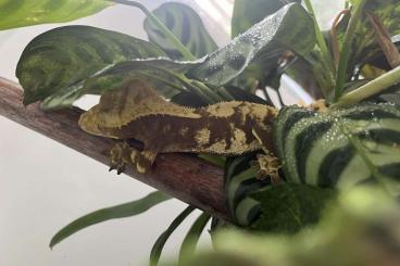 Geckos kaufen und verkaufen Foto: Kronengecko 1,0 abzugeben 