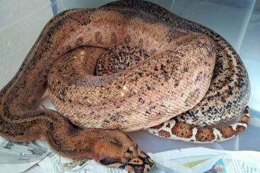 Boas kaufen und verkaufen Photo: 0.1 Hypo Leopard Boa NZ15 