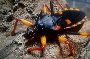 Insects kaufen und verkaufen Photo: Psytalla Horrida king assassin bug