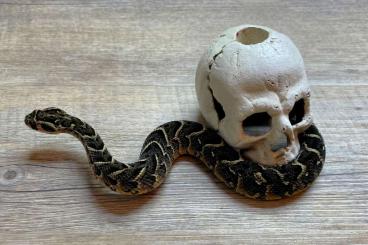 Venomous snakes kaufen und verkaufen Photo: Bitis arietans Kokstad 2024