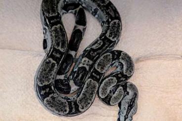 Boas kaufen und verkaufen Photo: Boa Longicauda anery CB 2023