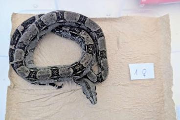 Boas kaufen und verkaufen Photo: Boa Longicauda Anery CB2023