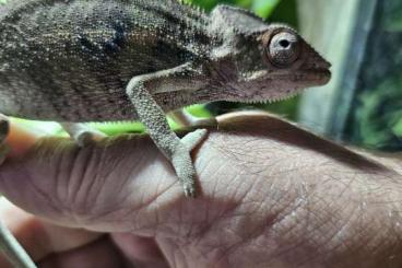 Lizards kaufen und verkaufen Photo: Pantherchamäleon Nachzuchten