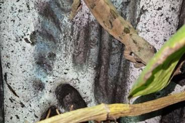 Chamäleons kaufen und verkaufen Foto: 0,1 Furcifer Pardalis abzugeben Chamäleons kaufen und verkaufen Foto: 0,1 Furcifer Pardalis abzugeben