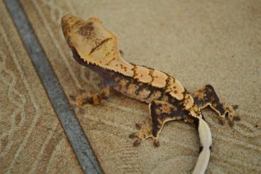 Geckos kaufen und verkaufen Foto: Kronengecko Jungtiere ENZ