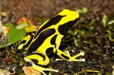 Poison dart frogs kaufen und verkaufen Photo: Suche für Hamm zur Übergabe Dentrobates tinctorius Regina 