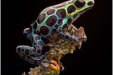 Poison dart frogs kaufen und verkaufen Photo: Ronitomeya Variabilis Hamm 8.3