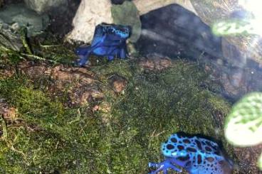 Poison dart frogs kaufen und verkaufen Photo: Dendrobates tinctorius 00.1