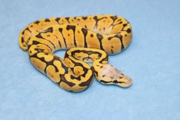 Ball Pythons kaufen und verkaufen Photo: Orange Dream - Clown - Special Ghost