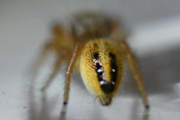 Spinnen und Skorpione kaufen und verkaufen Foto: Biete Hyllus diardi und Phidippus pius