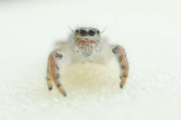 Spiders and Scorpions kaufen und verkaufen Photo: Hyllus Diardi, Phidippus Audax bryantae 