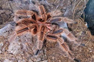 - bird spiders kaufen und verkaufen Photo: Div. Vogelspinnen zur abgabe