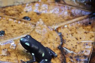 Frösche  kaufen und verkaufen Foto: Dendrobates auratus Karibik und Ancon hill