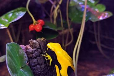 frogs kaufen und verkaufen Photo: Dendrobates auratus Karibik