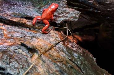 frogs kaufen und verkaufen Photo: Oophaga pumilio Bribri Nachzuchten