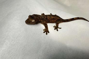 Lizards kaufen und verkaufen Photo: 2 Mniarogekko chahoua Männchen