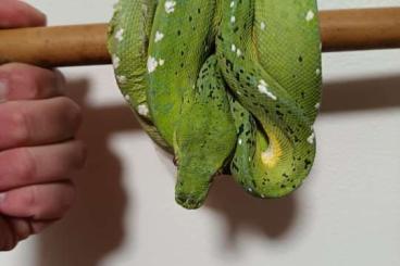 Schlangen kaufen und verkaufen Foto: 1.1 Morelia viridis sorong F1