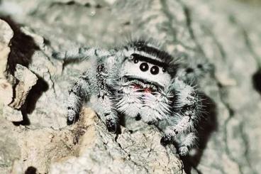 Spinnen und Skorpione kaufen und verkaufen Foto: VERSCHIEDENE PHIDIPPUS REGIUS 