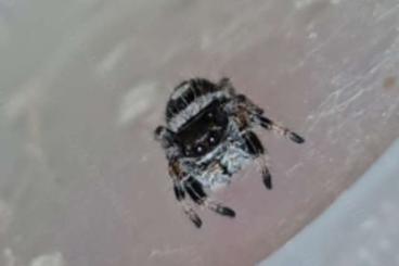 Spinnen und Skorpione kaufen und verkaufen Foto: **PHIDIPPUS REGIUS BAHAMAS PÄRCHEN ***