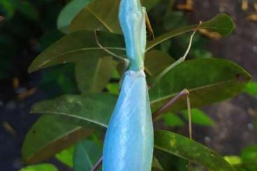 Insekten kaufen und verkaufen Foto: Hierodula sp. Papua giant