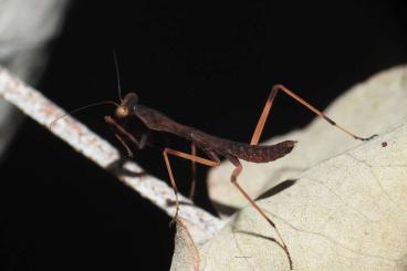 Insects kaufen und verkaufen Photo: Hierodula papua and Tamolanica tamolana