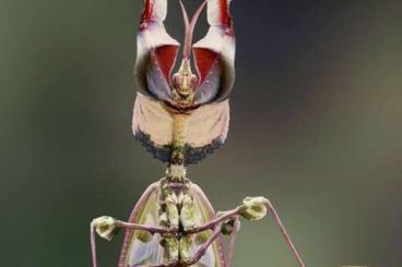 Insekten kaufen und verkaufen Foto: Idolomantis diabolica, Stenophylla, Tamolana + for HAMM