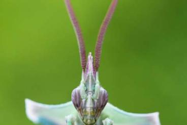 Insekten kaufen und verkaufen Foto: Idolomantis diabolica, Idolomorpha, Heterochaeta, Tarachodula for HAMM