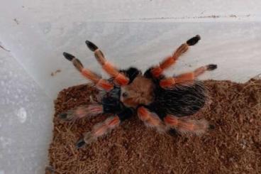 - bird spiders kaufen und verkaufen Photo: Brachypelma boehmei adult female 