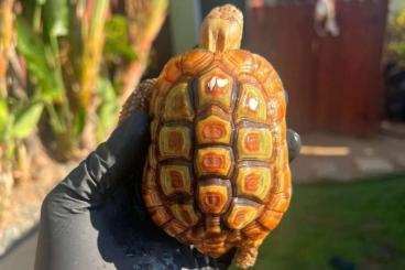 Schildkröten kaufen und verkaufen Foto: Looking for the following turtle and tortoises Schildkröten kaufen und verkaufen Foto: Looking for the following turtle and tortoises