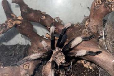 Vogelspinnen kaufen und verkaufen Photo: Vogelspinnen zur Abgabe dringend Vogelspinnen kaufen und verkaufen Photo: Vogelspinnen zur Abgabe dringend