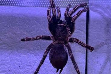 - bird spiders kaufen und verkaufen Photo: Verschiedene Vogelspinnen abzugeben 