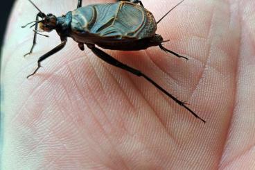 Insekten kaufen und verkaufen Foto: Orthoptera Hamm september