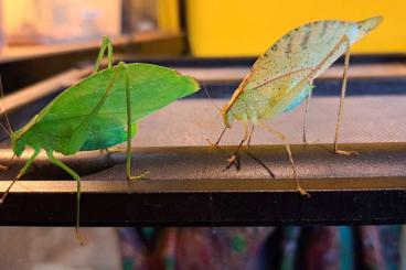 Insekten kaufen und verkaufen Foto: Orthoptera Hamm september