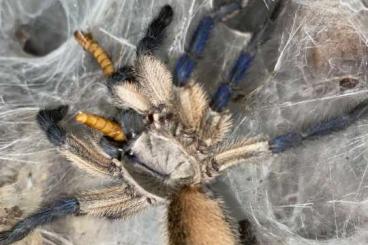 Spinnen und Skorpione kaufen und verkaufen Foto: M. Balfouri 5 er mit terrarium
