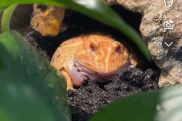 frogs kaufen und verkaufen Photo: Männlicher Strawberry Albino Pacman Frosch Ceratophrys cranwelli