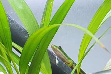 Geckos kaufen und verkaufen Photo: Phelsuma quadriocellata quadriocellata 