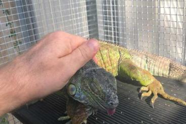 other lizards kaufen und verkaufen Photo: großer grüner Leguan abzugeben