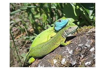 Echsen  kaufen und verkaufen Foto: Lacerta viridis adultes Weibchen Östliche Smaragdeidechse